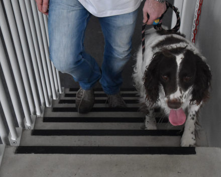 climbing stairs