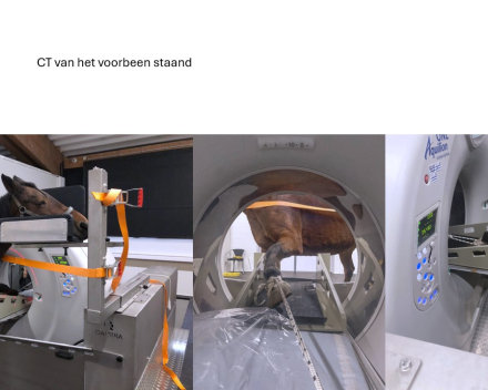 CT van het voorbeen staand