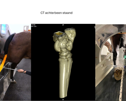 CT of the hind leg standing