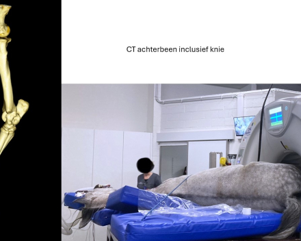 CT of the hind leg, including the knee